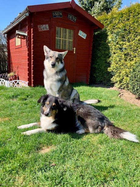 Beide Hunde Feli und Shadow